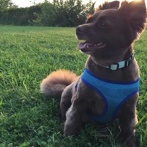 Meet your Posher, Bailey